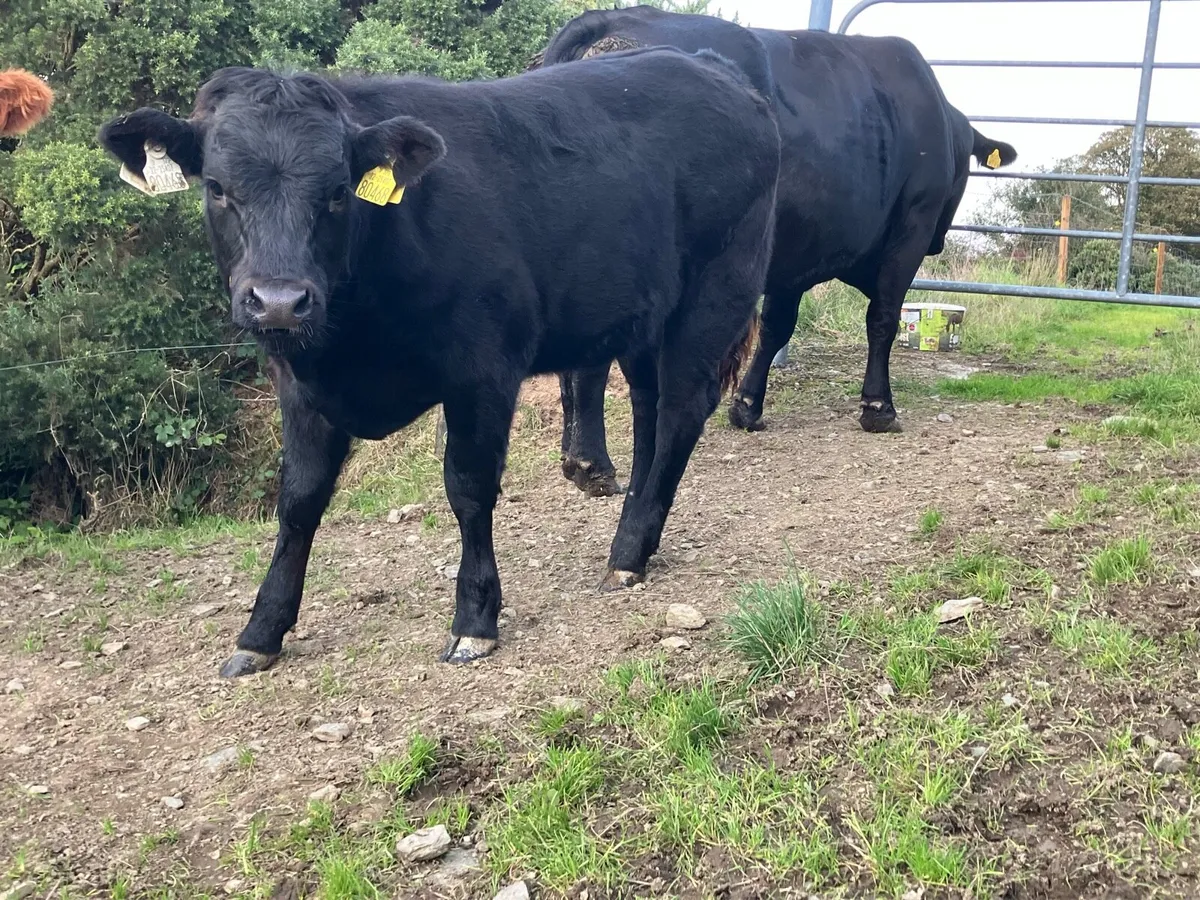Weanlings 1 Bull & 1 Heifer - Image 4
