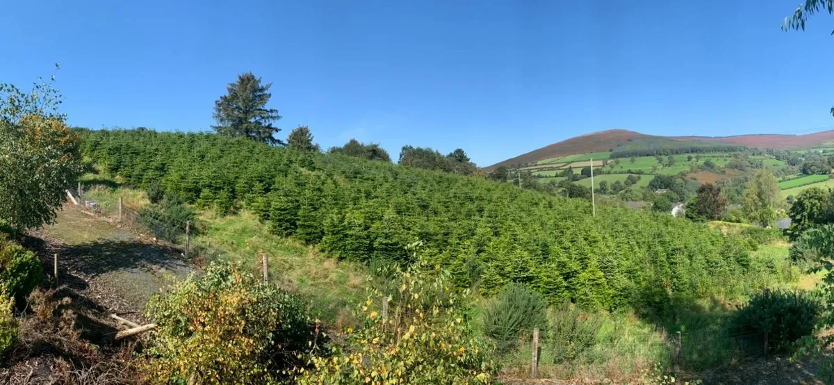 Christmas trees - Image 2