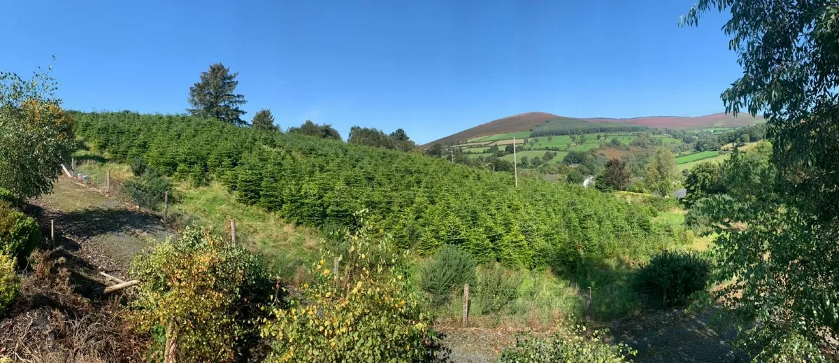 Christmas trees - Image 3