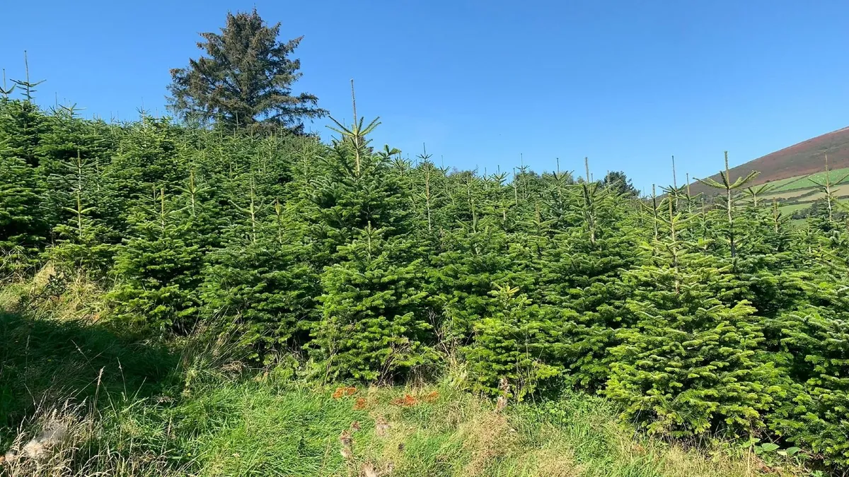 Christmas trees - Image 1