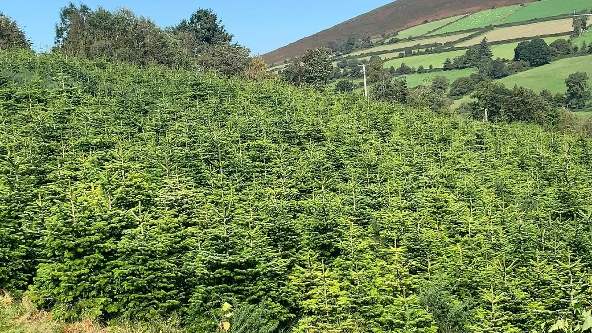 Christmas trees - Image 4
