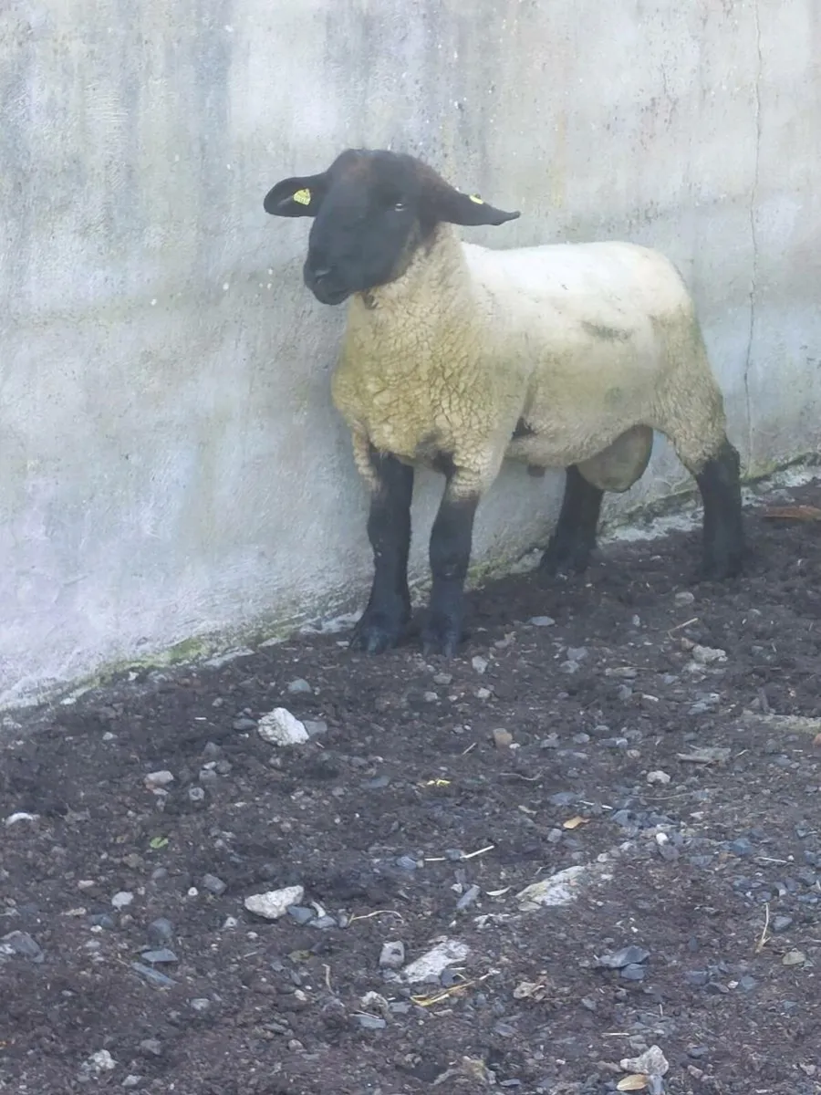 Hogget Ram - Image 1