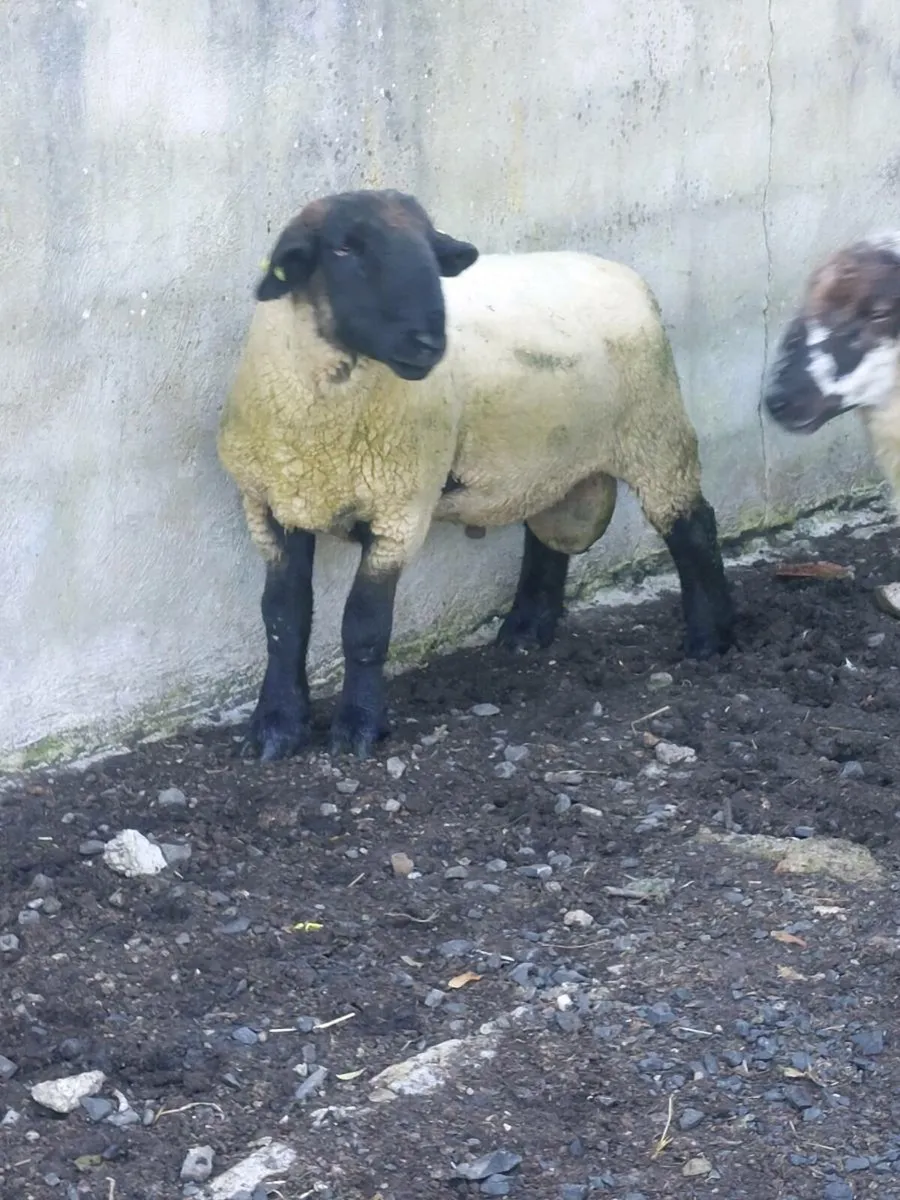 Hogget Ram - Image 2
