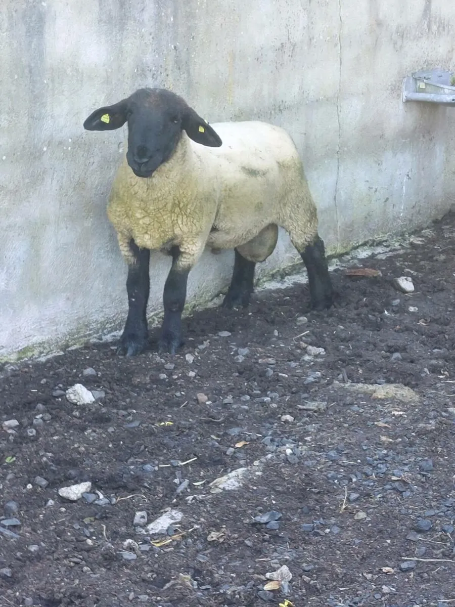 Hogget Ram - Image 3