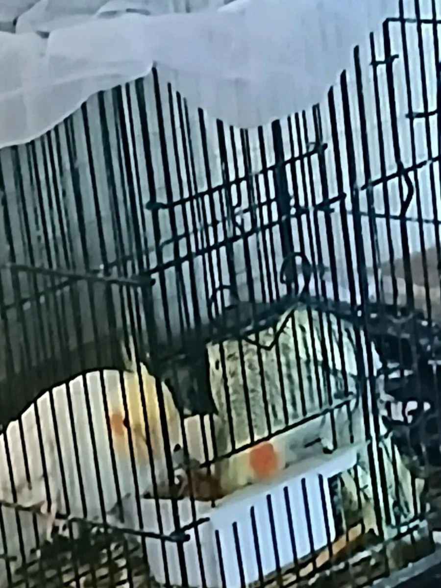 Cockatiels 2 male,1 female - Image 1