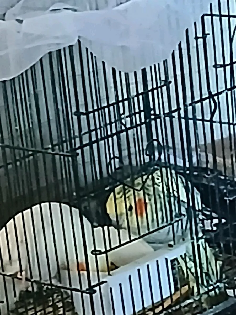 Cockatiels 2 male,1 female - Image 2