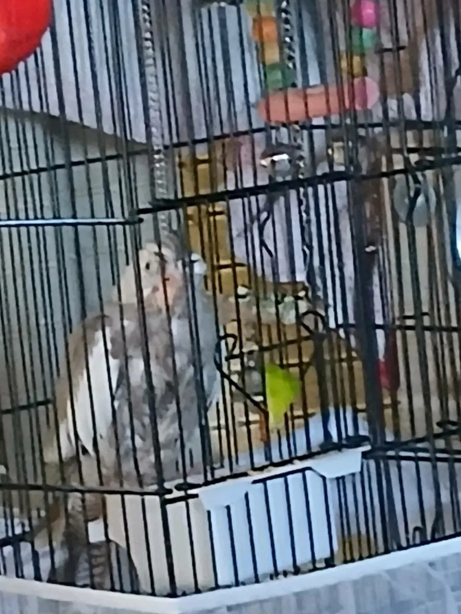 Cockatiels 2 male,1 female - Image 4