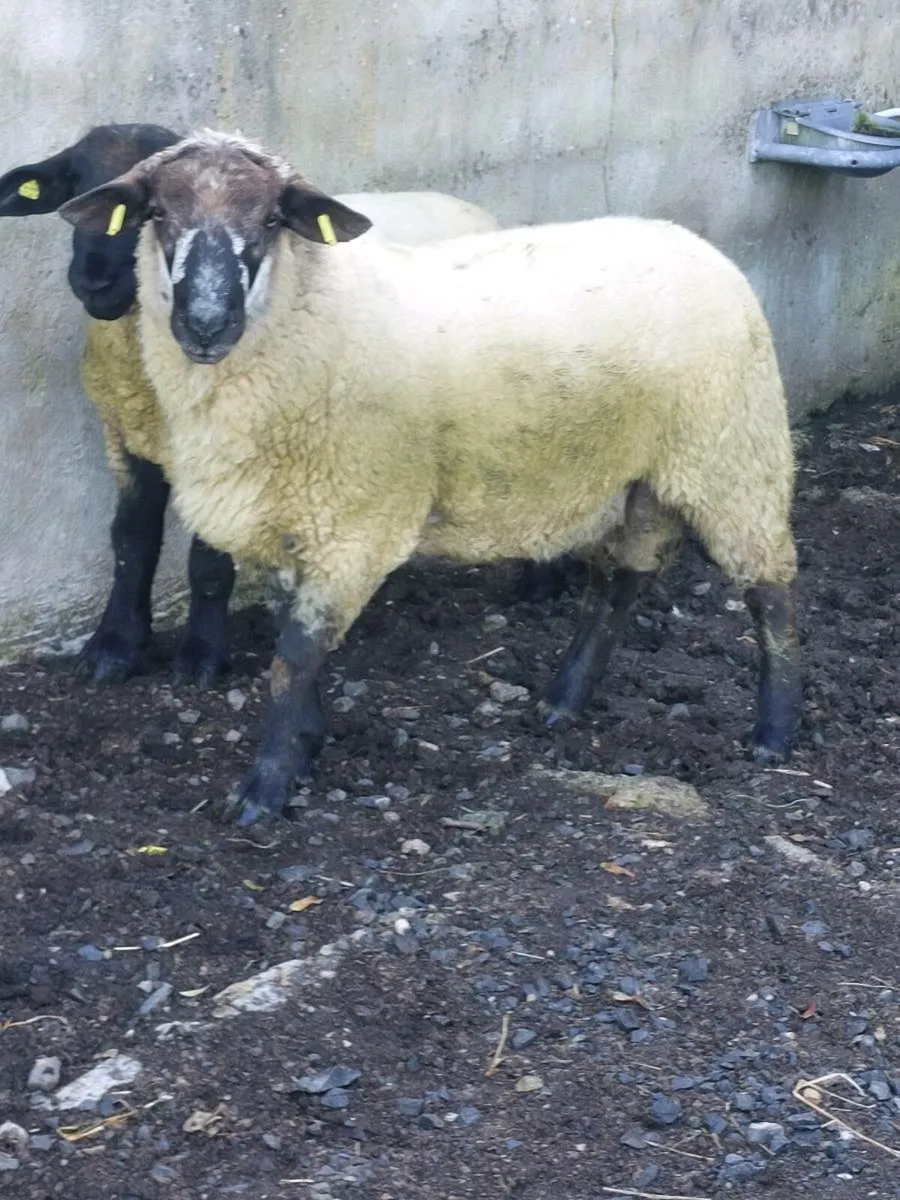 Easy lambing hogget Ram - Image 1