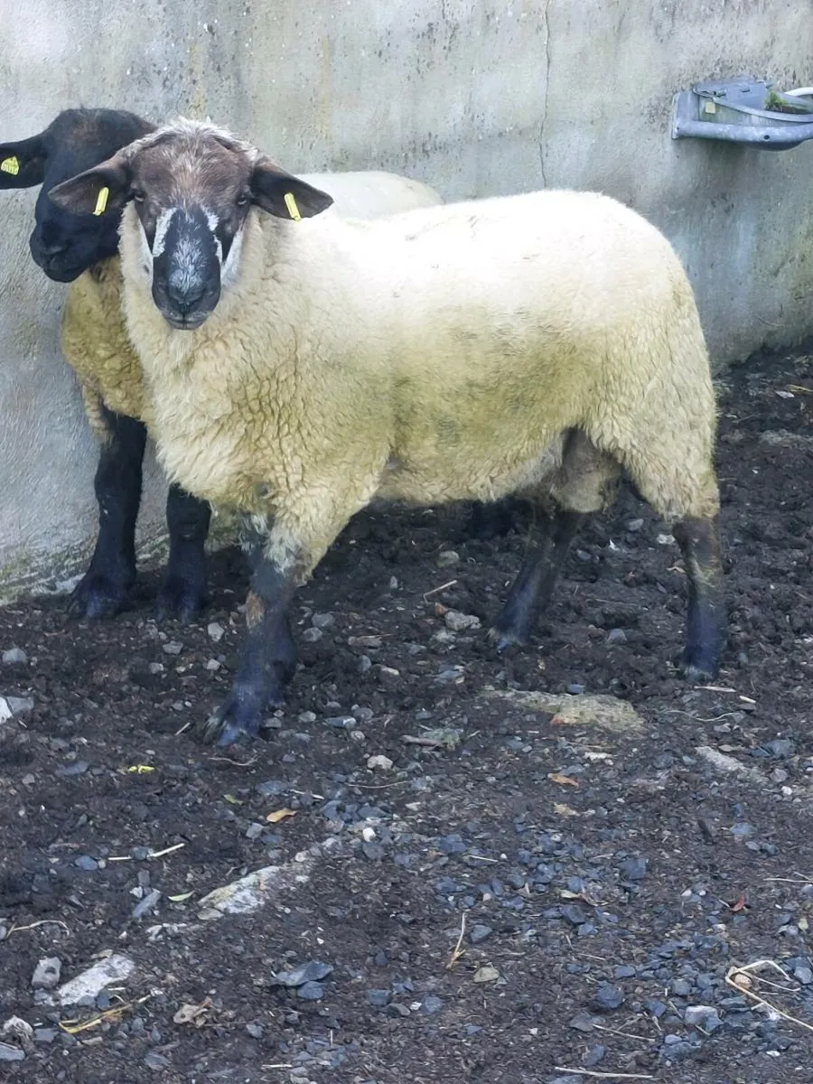 Easy lambing hogget Ram - Image 2