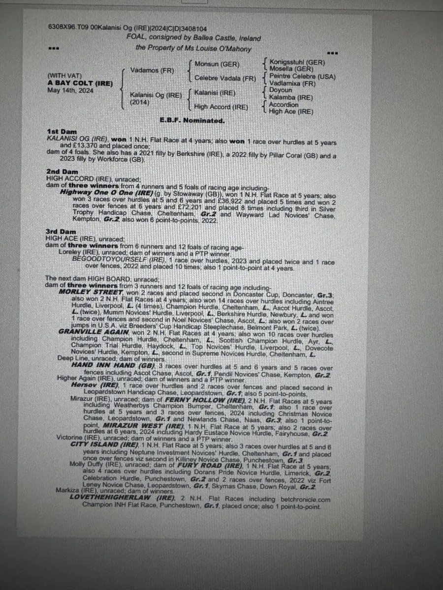 Vadamos Yearling Gelding out of Kalinisi Og - Image 1