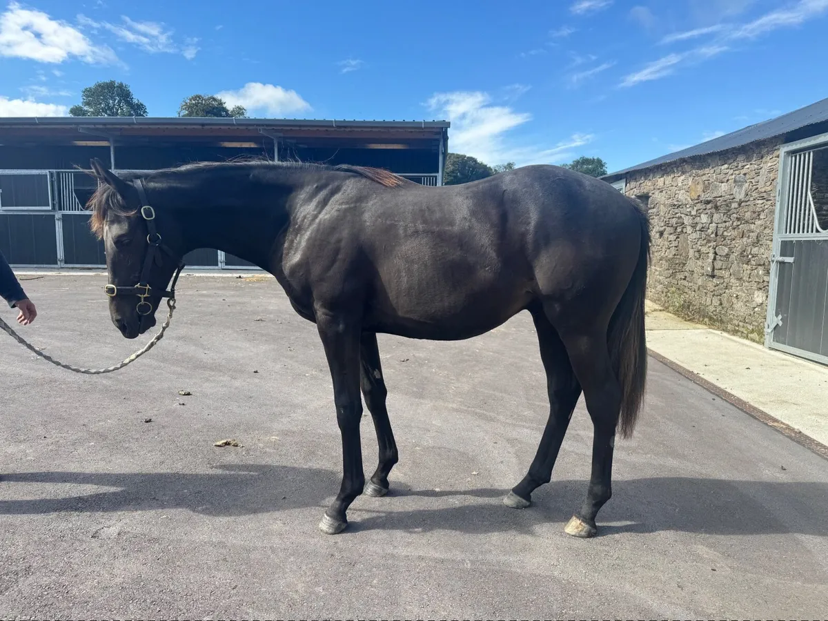 Vadamos Yearling Gelding out of Kalinisi Og - Image 2