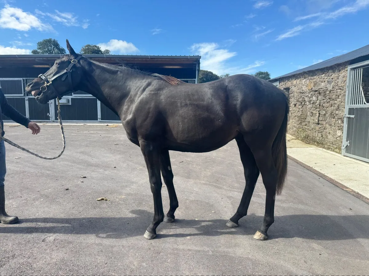 Vadamos Yearling Gelding out of Kalinisi Og - Image 4