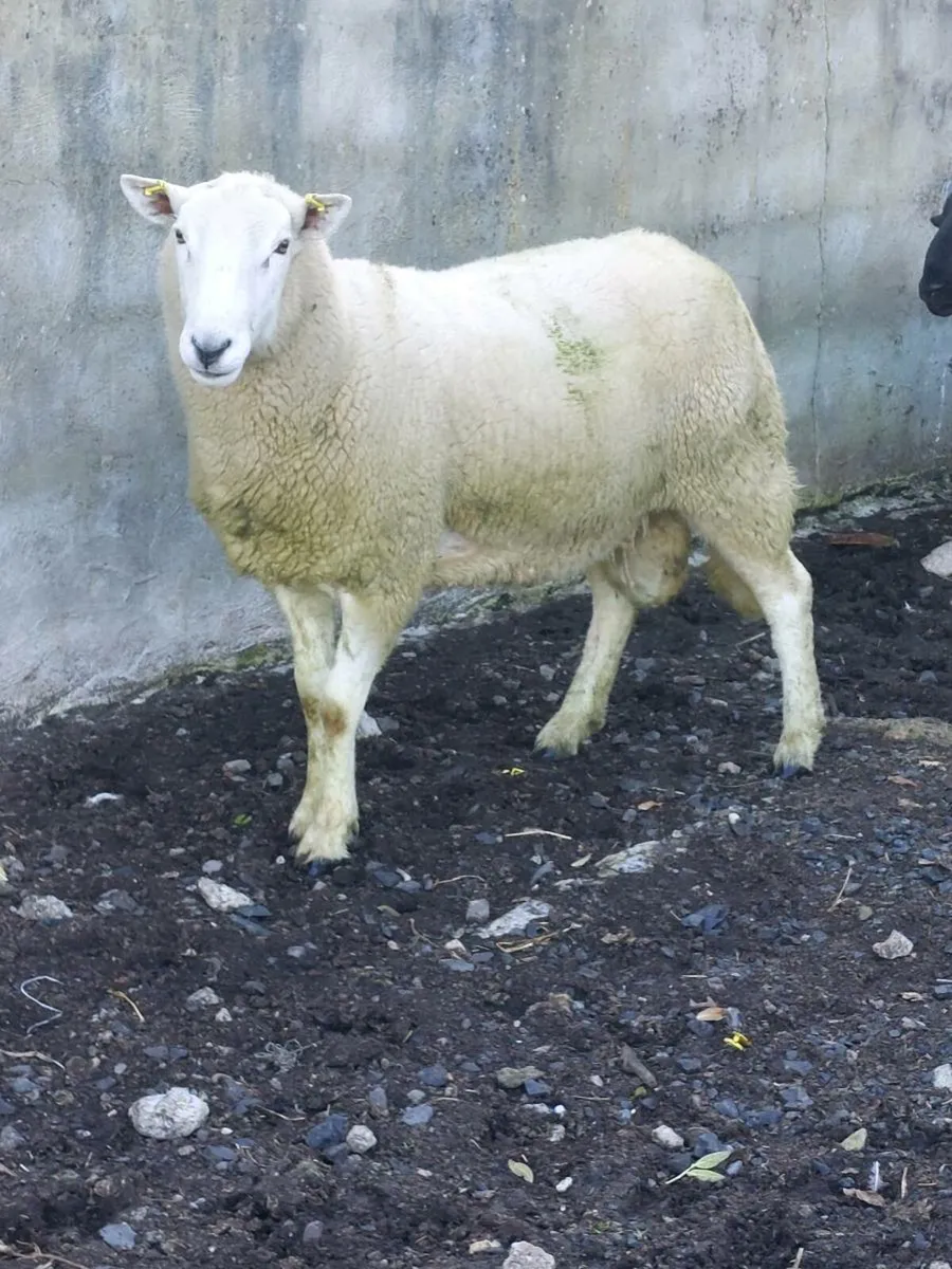 Cheviot Hogget Ram - Image 1