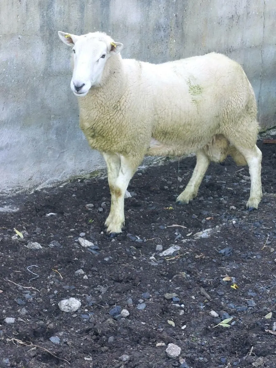 Cheviot Hogget Ram - Image 3