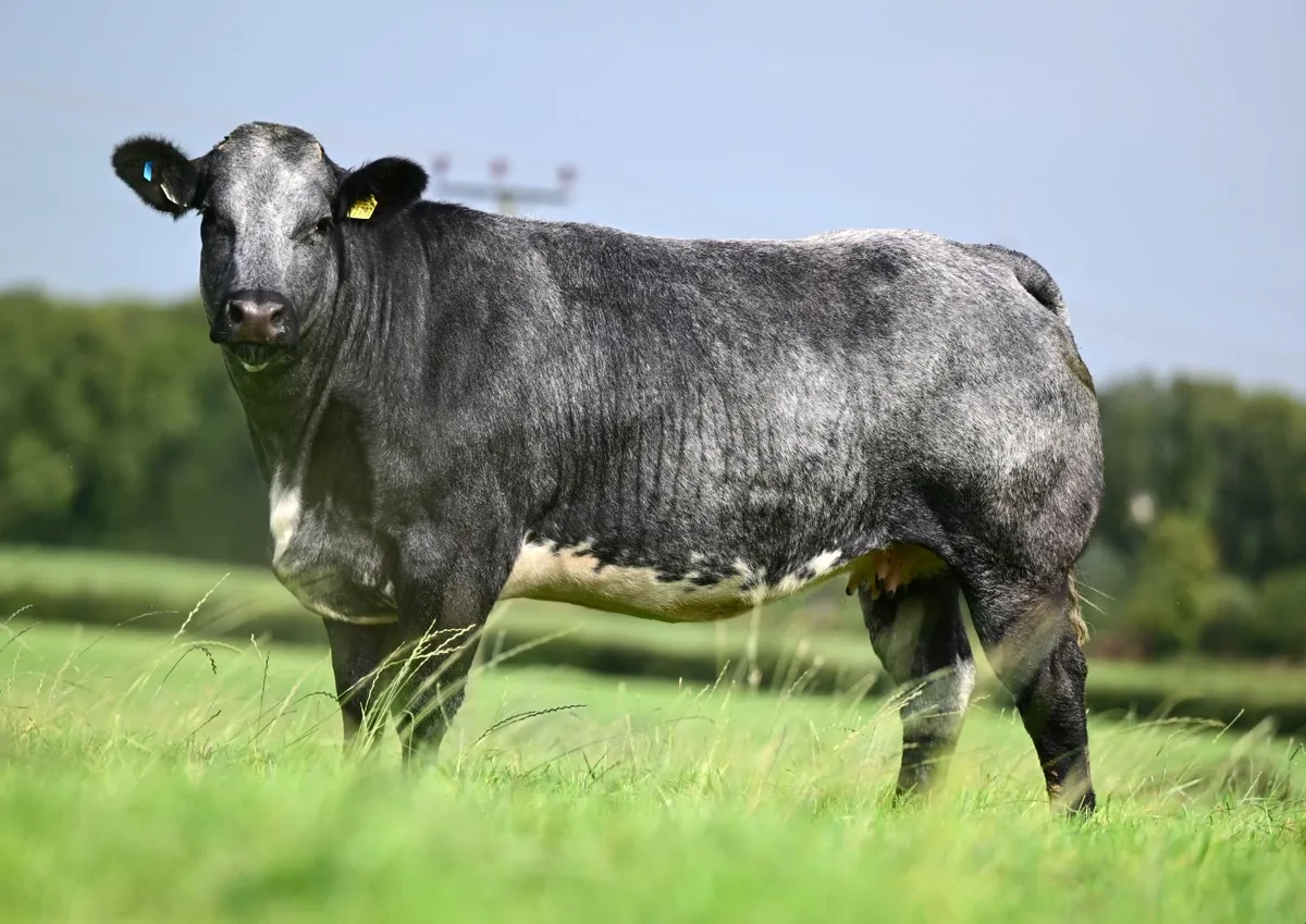 Blue breeding heifers - Image 2