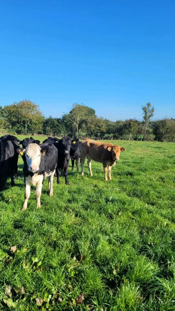 Angus and hereford heifers - Image 1