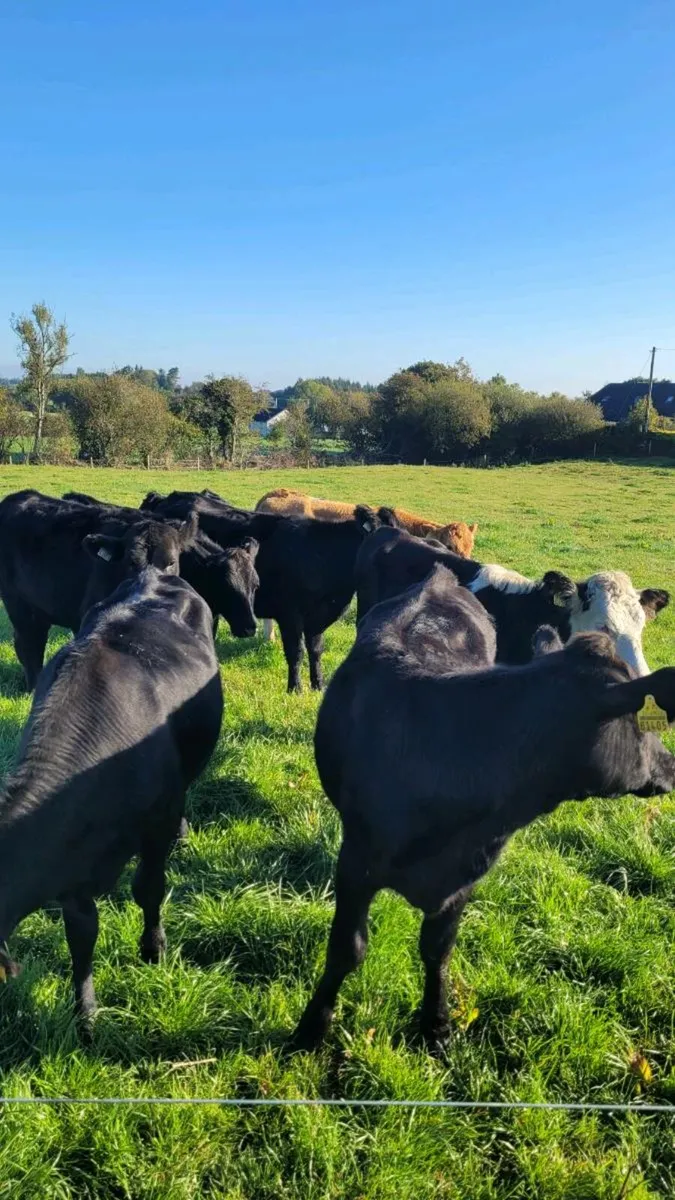Angus and hereford heifers - Image 2