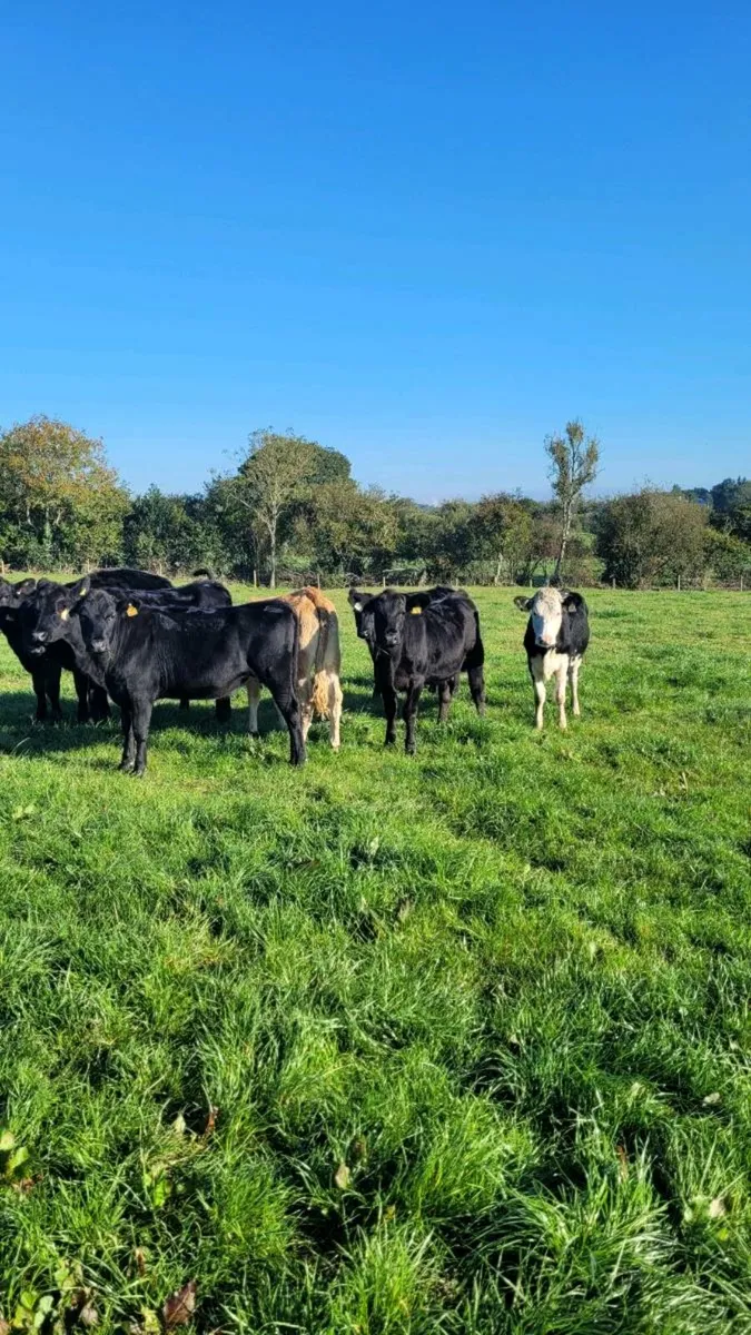 Angus and hereford heifers - Image 3