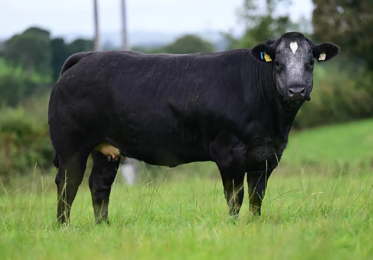 Blue breeding heifers - Image 3