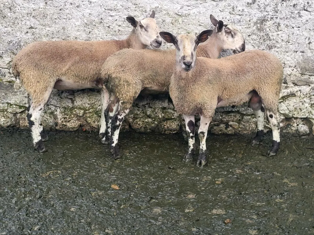 Bluefaced Leicester Hogget Rams - Image 2