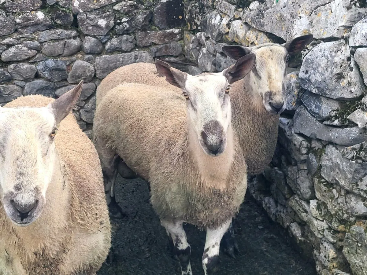 Bluefaced Leicester Hogget Rams - Image 4