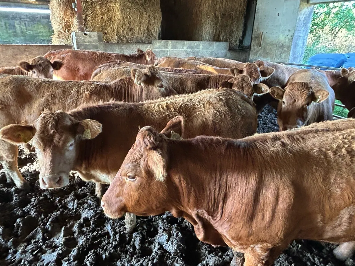 RED LIMOUSIN BREEDING HEIFERS - Image 1