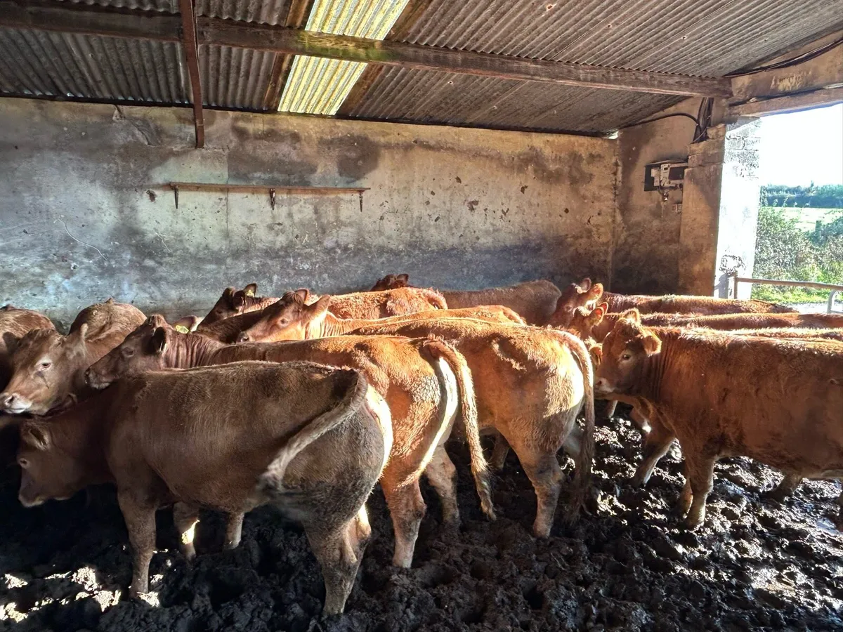 RED LIMOUSIN BREEDING HEIFERS - Image 2