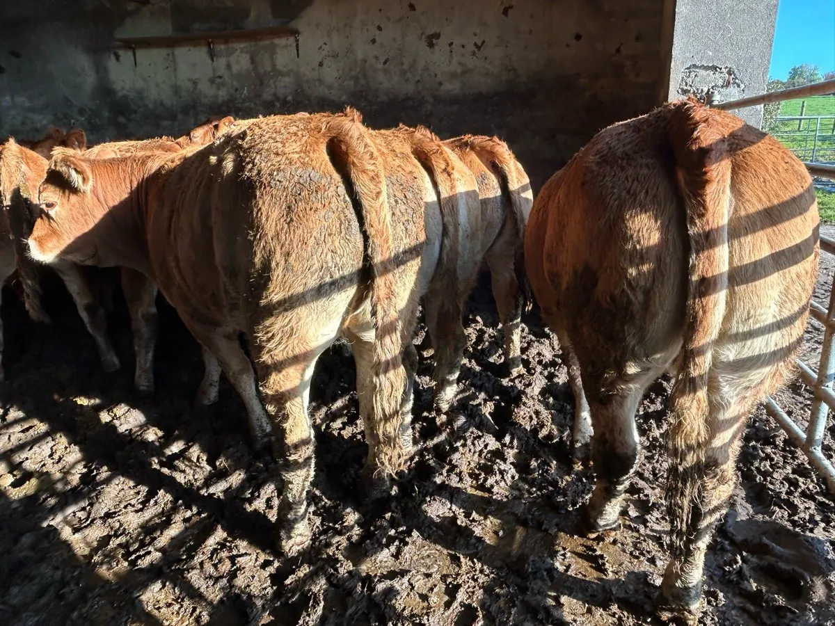 RED LIMOUSIN BREEDING HEIFERS - Image 3