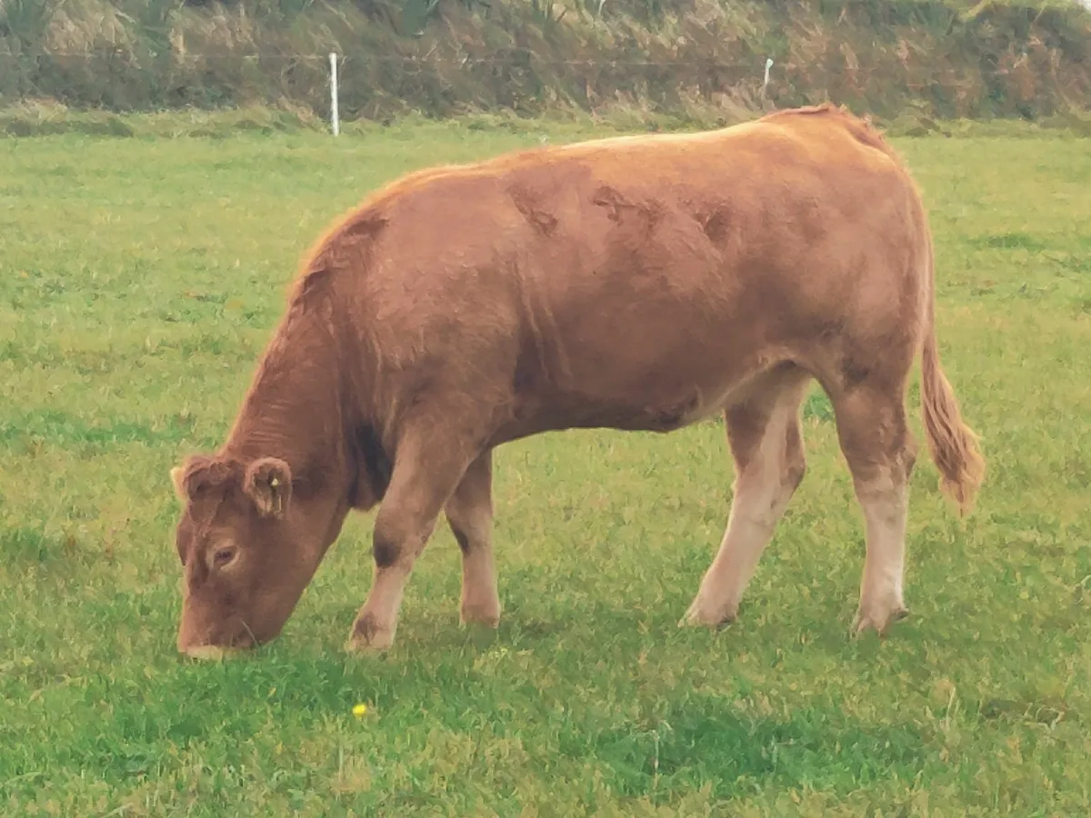 Limousin Heifer - Image 2