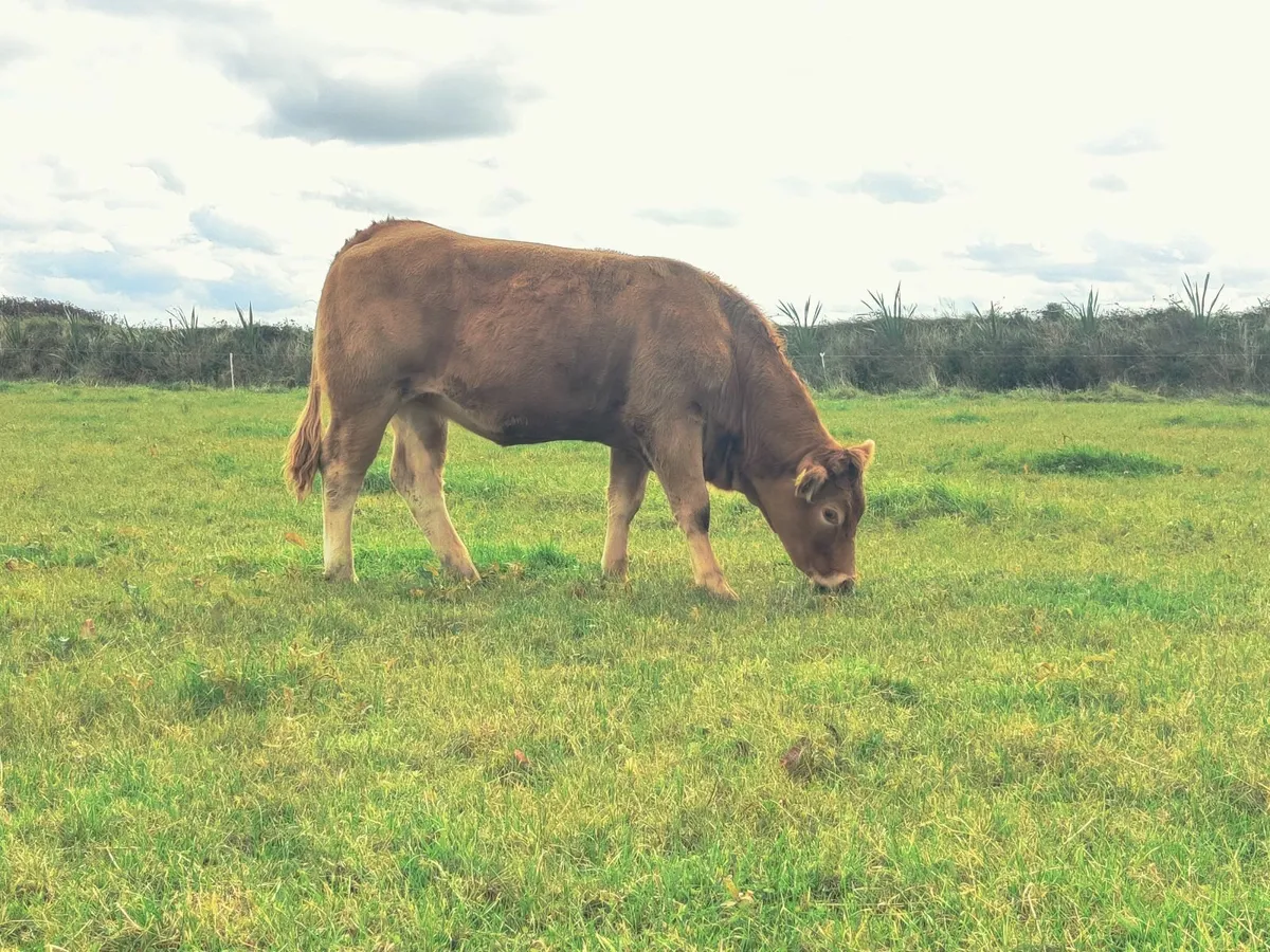 Limousin Heifer - Image 3