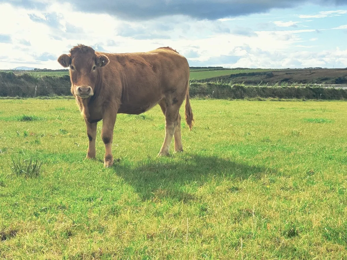 Limousin Heifer - Image 1