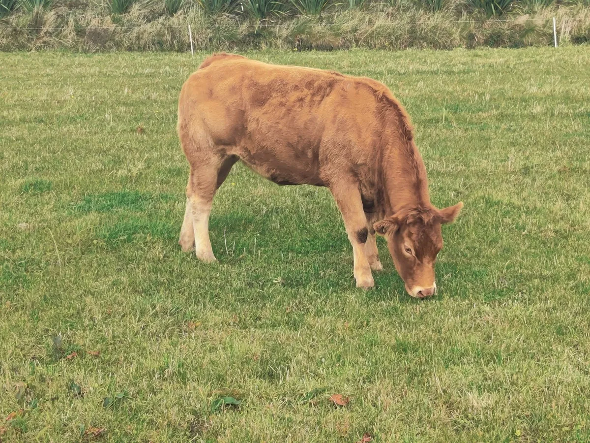 Limousin Heifer - Image 4