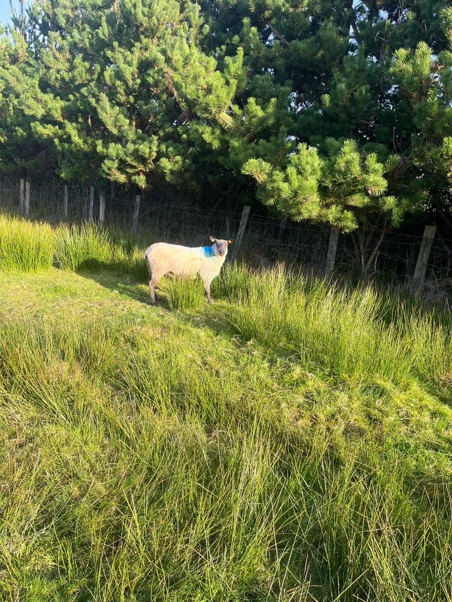 PBNR Blue De Maine Ram Hogget - Image 2
