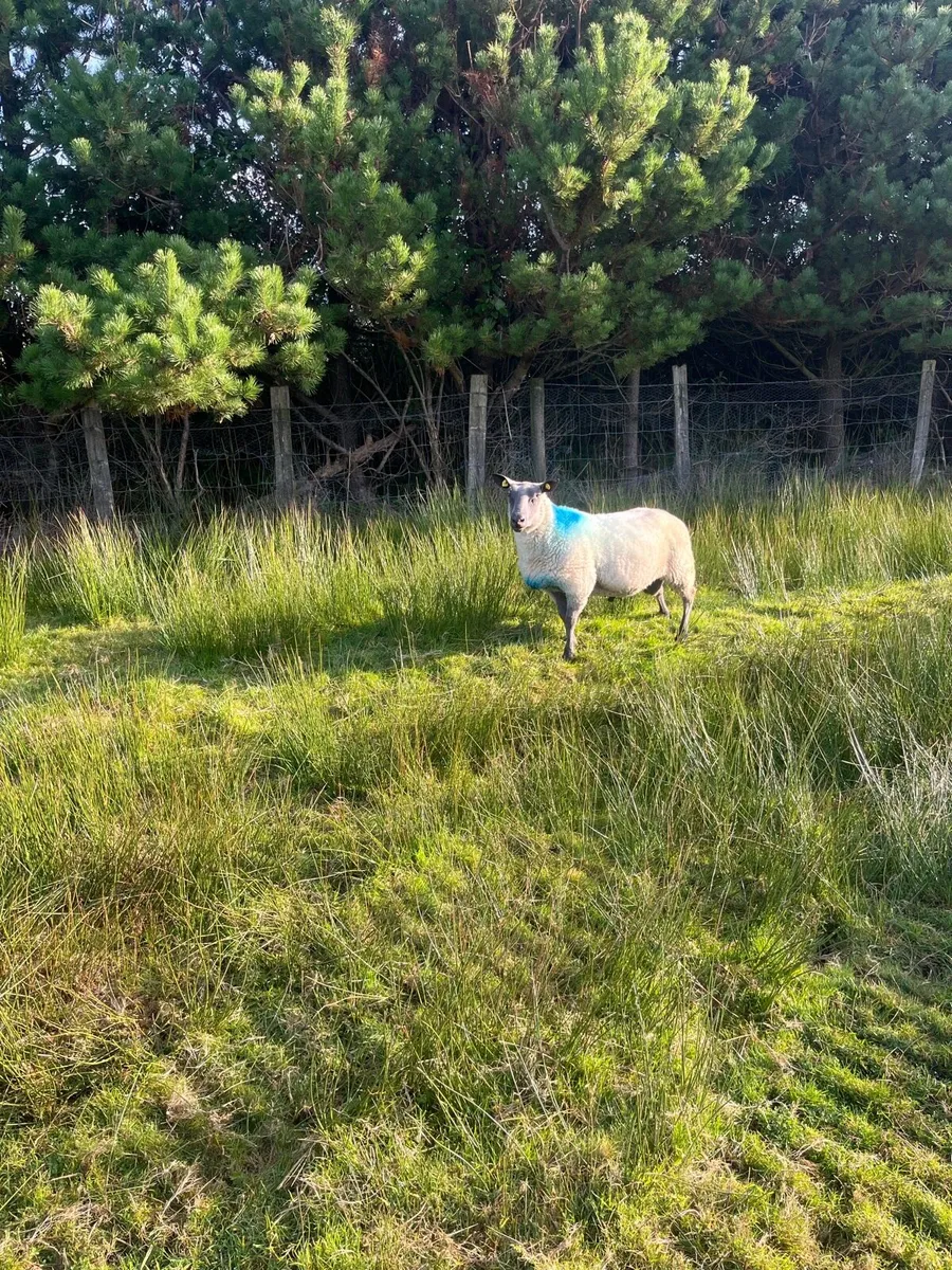 PBNR Blue De Maine Ram Hogget - Image 3