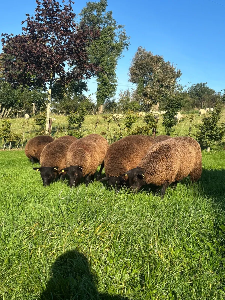 Black Ewe lambs - Image 1