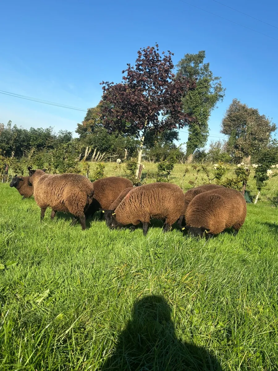 Black Ewe lambs - Image 2