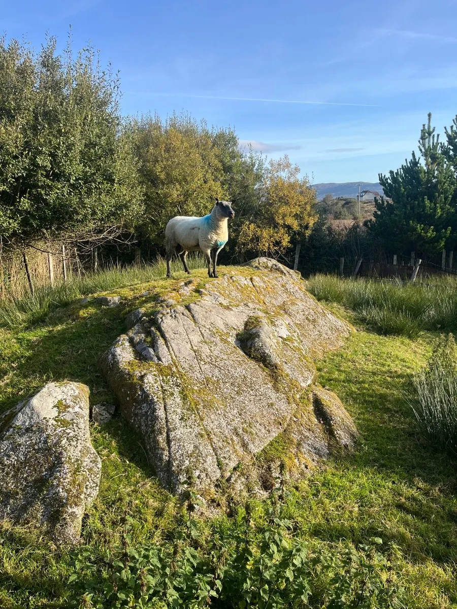 PBNR Blue De Maine Ram Hogget - Image 1