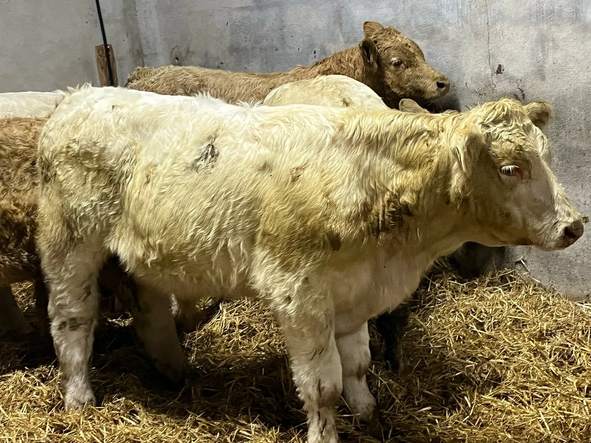 Super Golden & White CH 340Kg CH Bullocks - Image 2