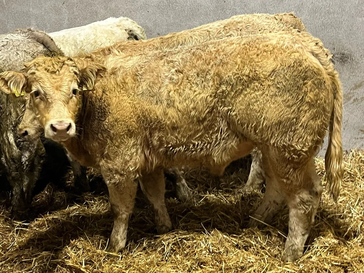 Super Golden & White CH 340Kg CH Bullocks - Image 4