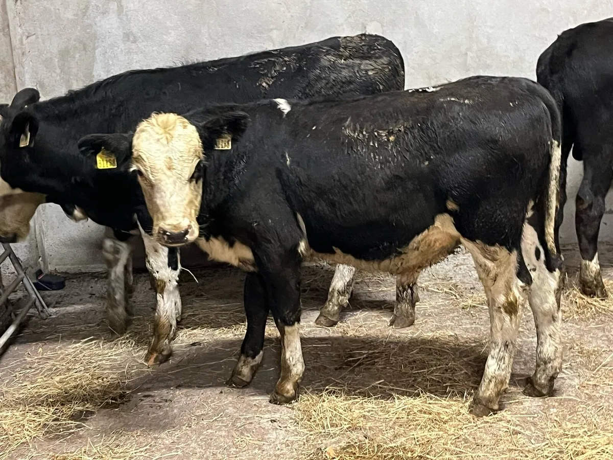5 Super 230Kg HE Bull Weanlings - Image 1