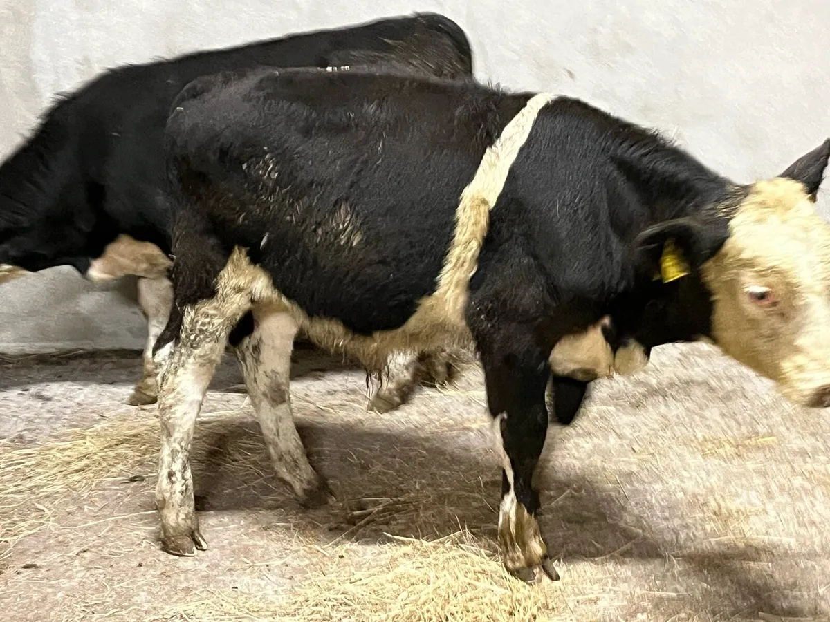 5 Super 230Kg HE Bull Weanlings - Image 3