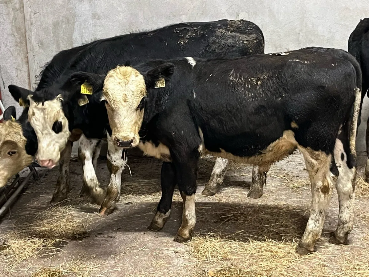 5 Super 230Kg HE Bull Weanlings - Image 4