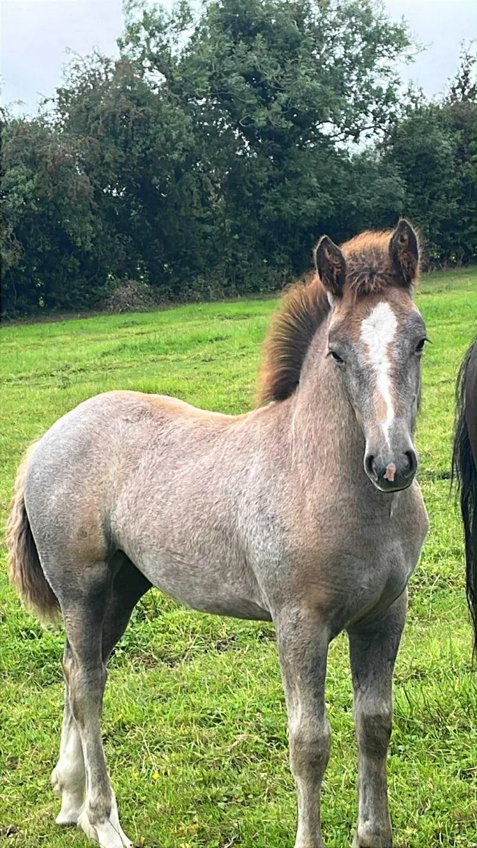 Filly foal - Image 1