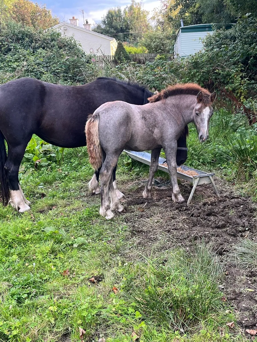 Filly foal - Image 3