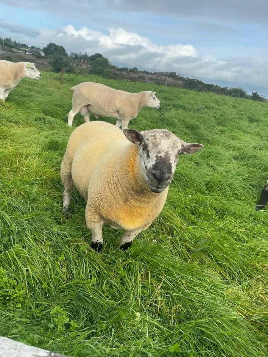 PBR Texel Hogget Rams and Sufftex - Image 2