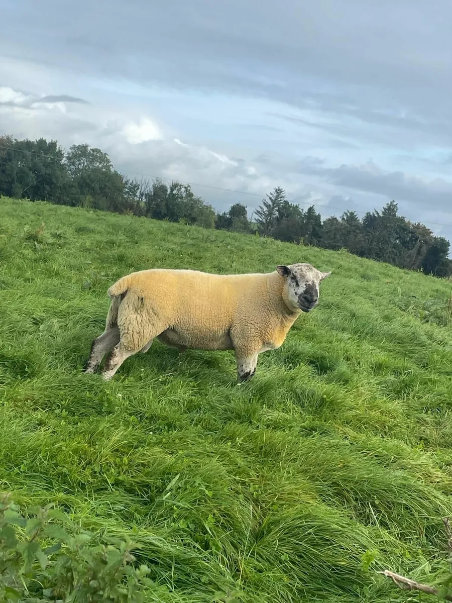 PBR Texel Hogget Rams and Sufftex - Image 4
