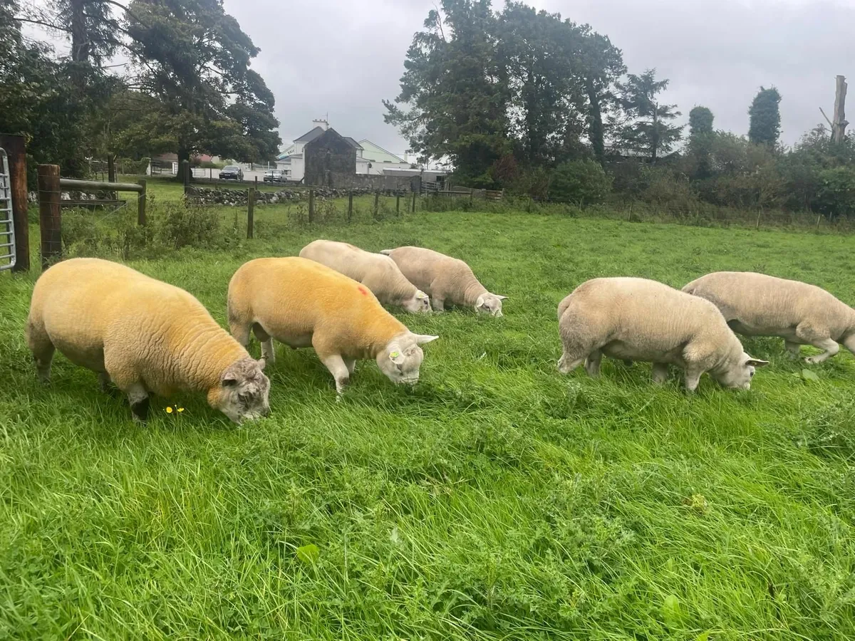 PBR Texel Hogget Rams and Sufftex - Image 1