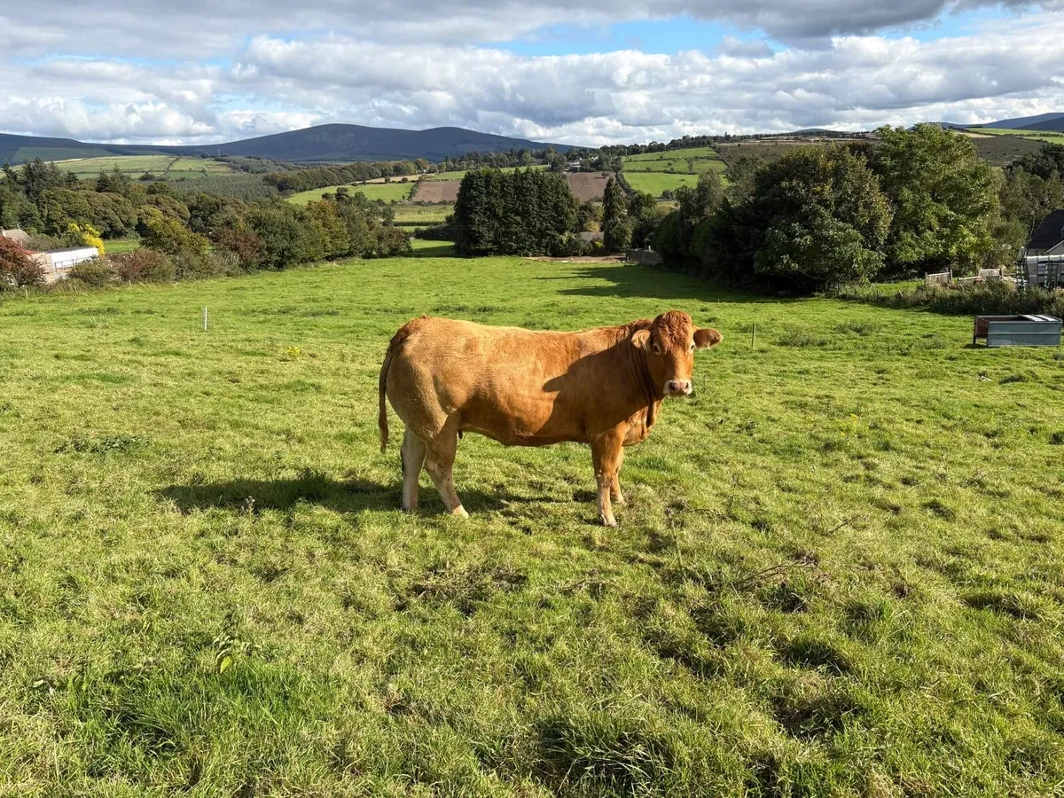 Beef cattle - Image 1