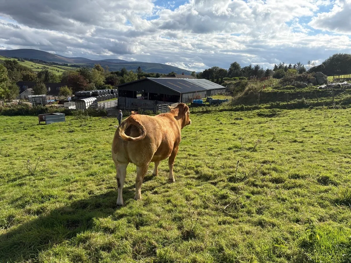Beef cattle - Image 2