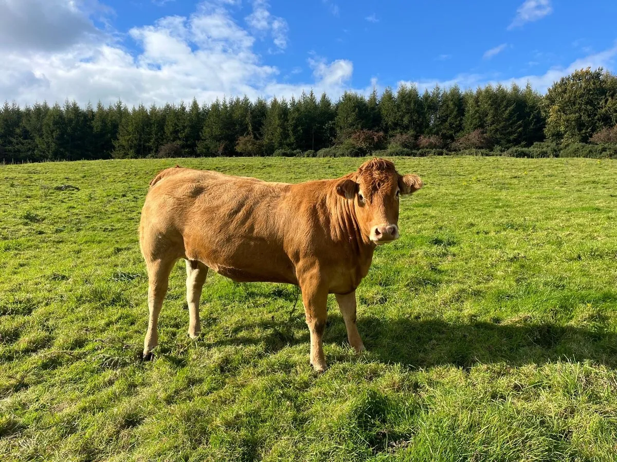 Beef cattle - Image 4